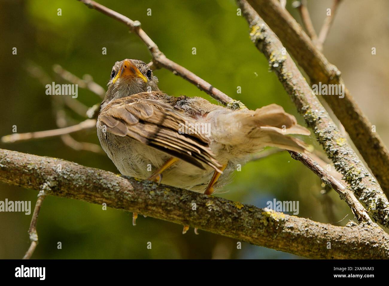 Un piccolo uccello seduto su un ramo d'albero Foto Stock