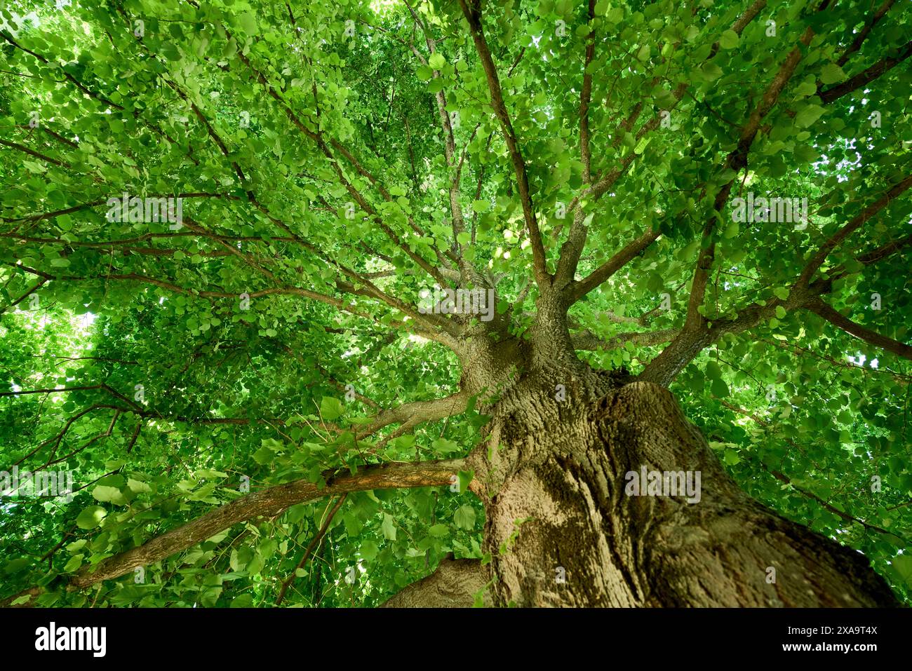 Un albero circondato da un lussureggiante vegetale, che raggiunge il cielo Foto Stock