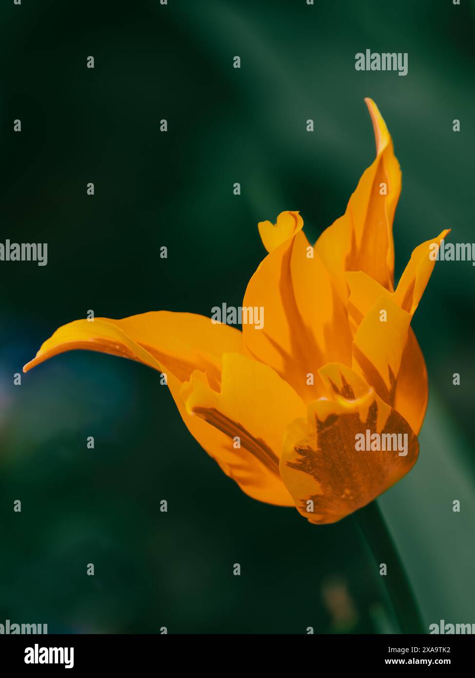 Un primo piano del tulipano giallo aperto con sfondo verde Foto Stock