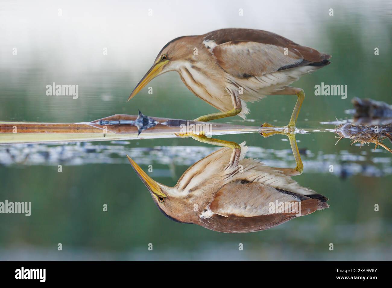 Un piccolo uccello che si allena per mangiare in uno stagno, arroccato su un ramo Foto Stock