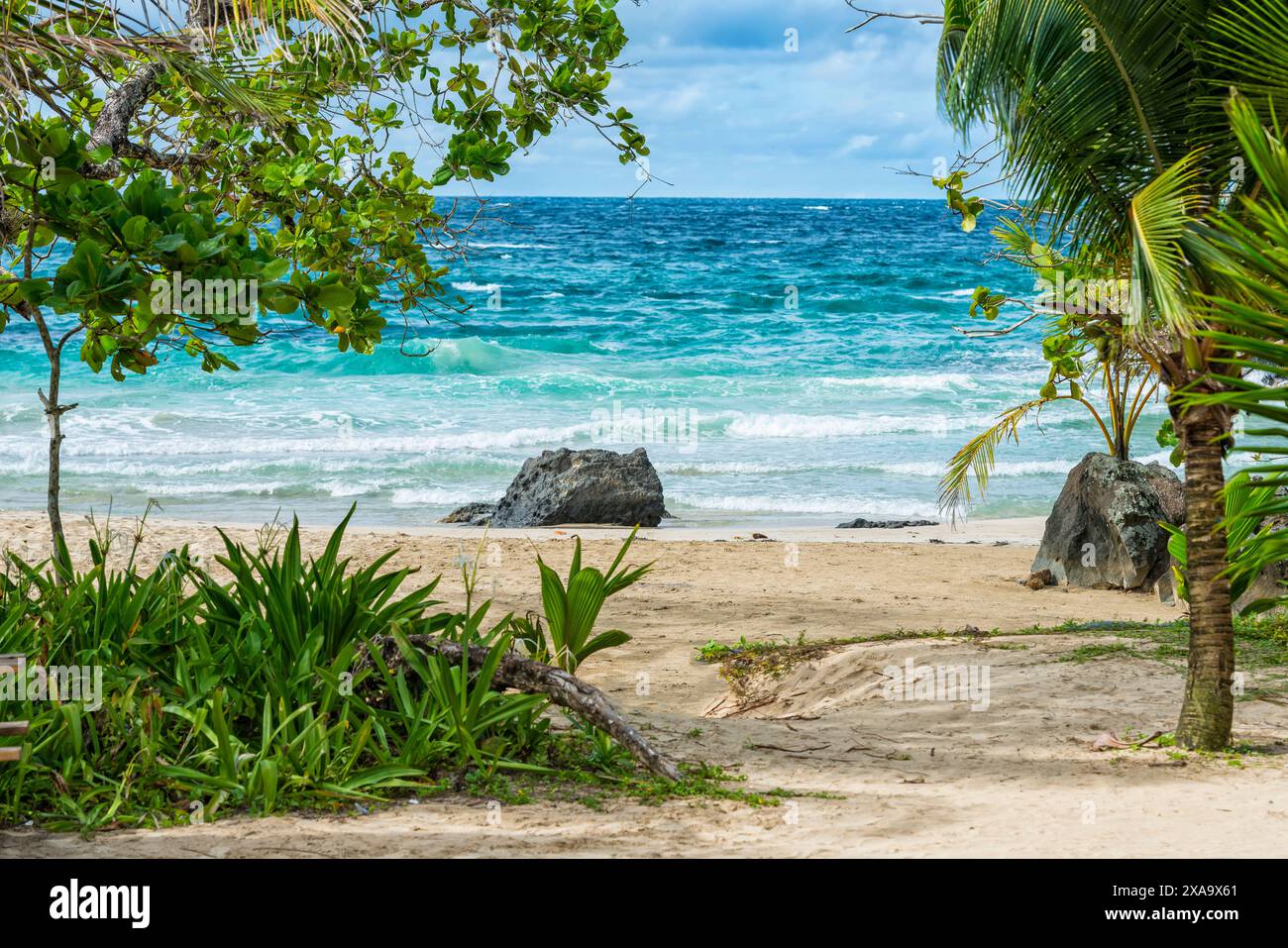 Spiaggia rocciosa con rocce ricoperte di alghe e vegetazione da spiaggia Foto Stock
