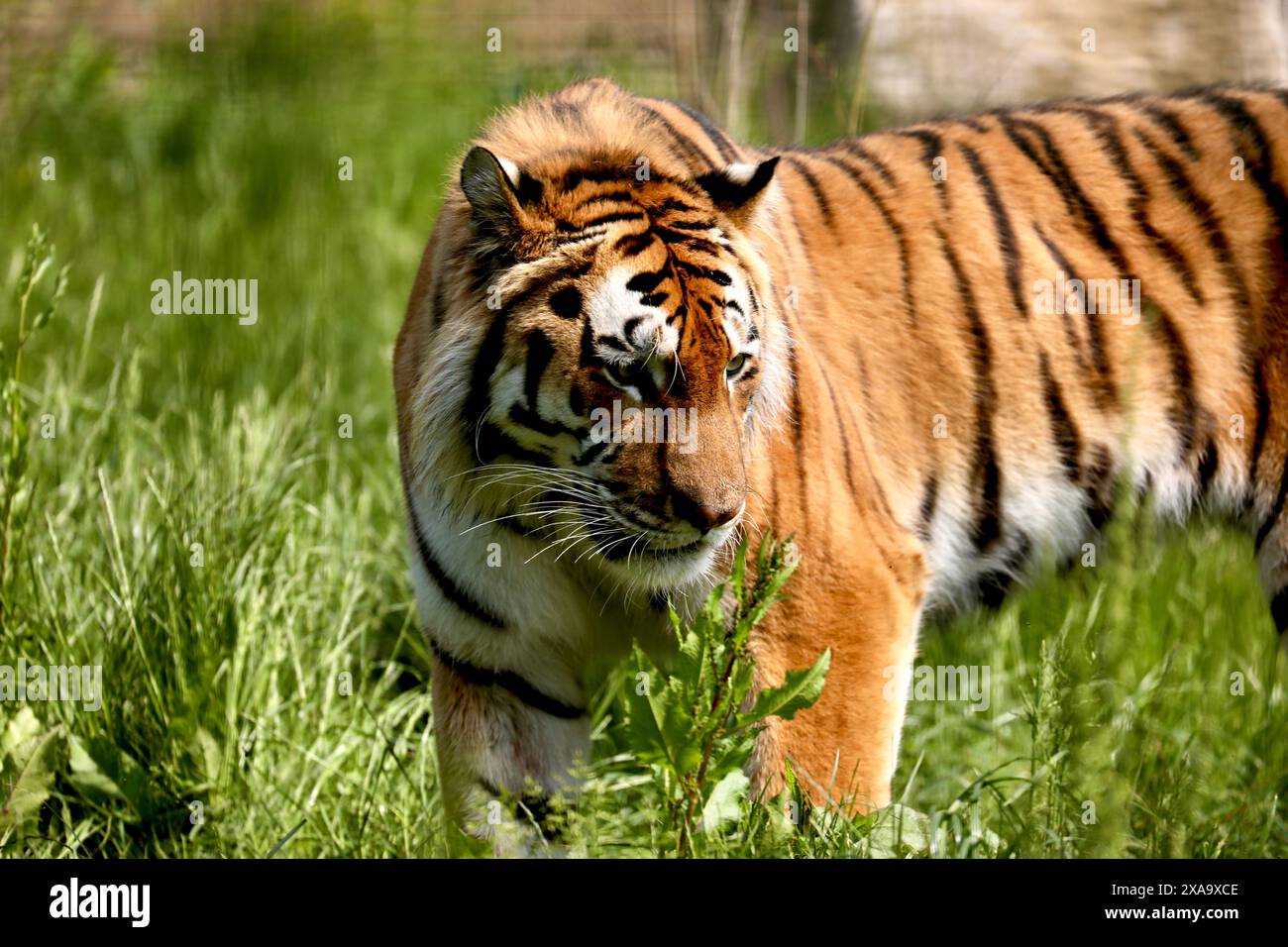 Tigre Amur (Panthera Tigris) Foto Stock