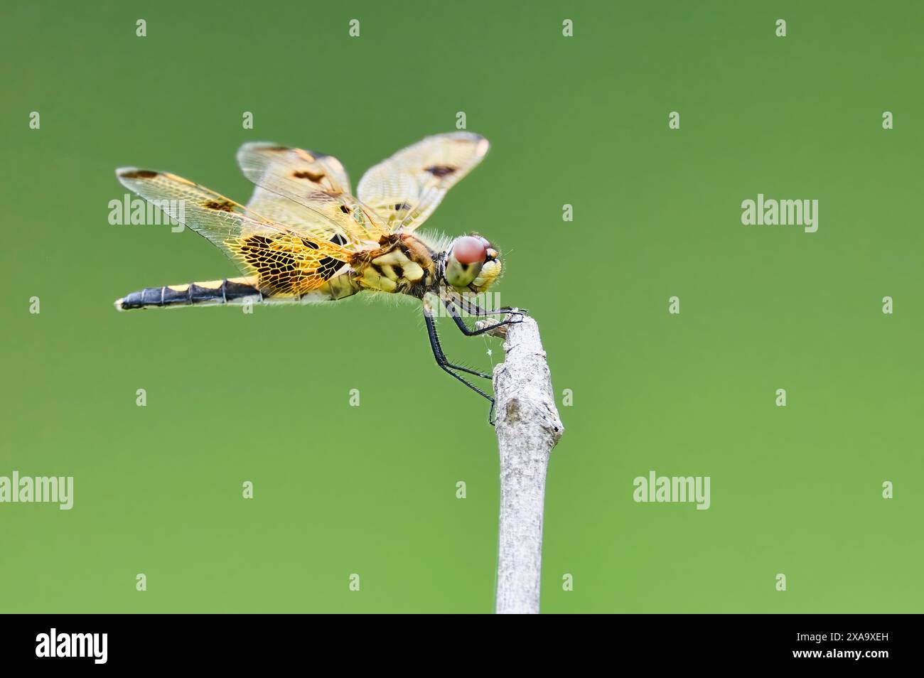 Una libellula dalle ali nere e gialle appollaiata su un ramo Foto Stock