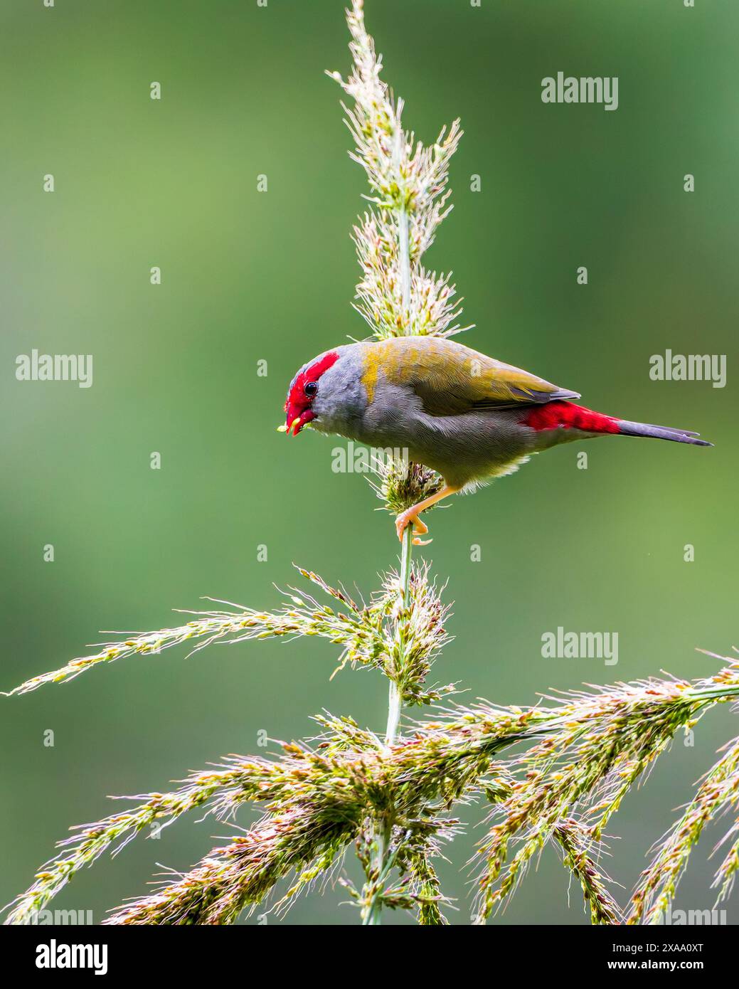 Un primo piano di un finch con la sopracciglia rossa arroccato su una pianta Foto Stock