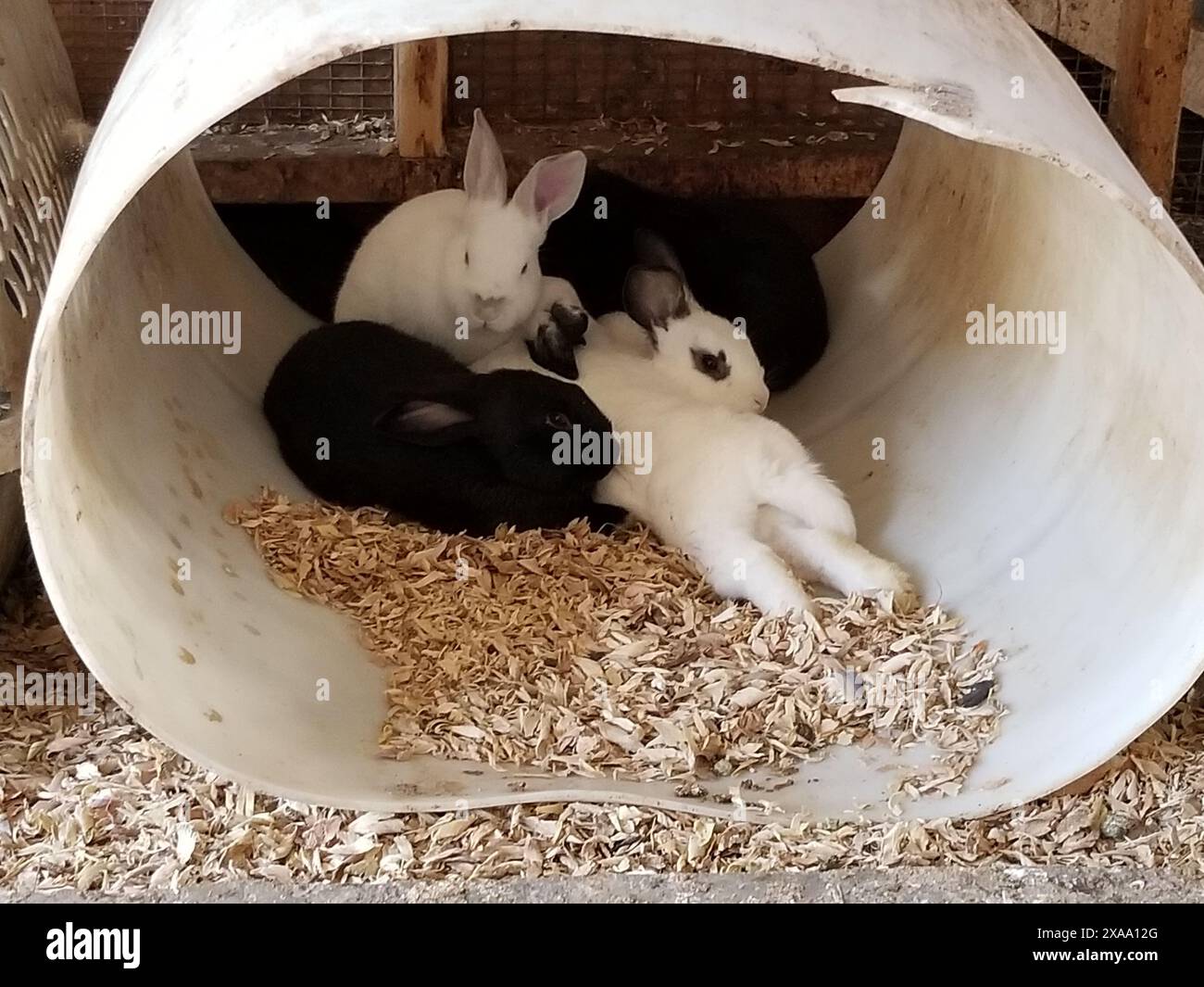 Due piccoli coniglietti in un tunnel con fieno Foto Stock