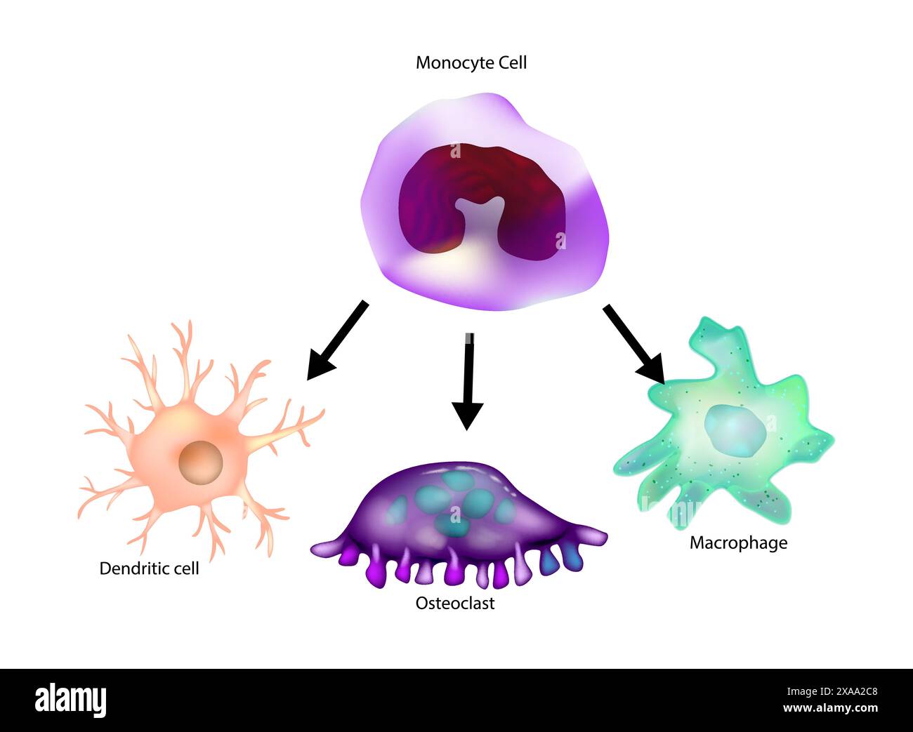 Differenziazione dei monociti. Macrofago, cellule dendritiche, osteoclasti. Illustrazione Vettoriale