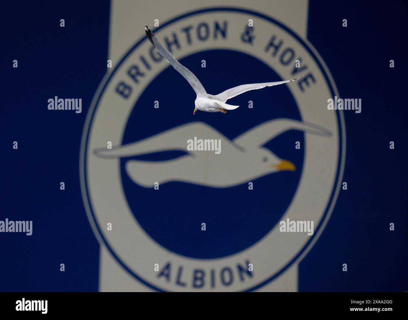 Un gabbiano vola di fronte al calcio di Brighton e Hove Albion; logo del club. Foto Stock