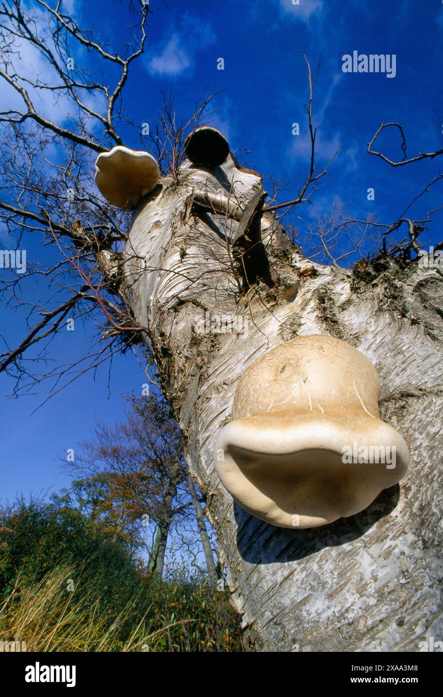 Birch Polypore / Razor Strop Fungus (Piptoporus betulinus) Growing on Birch, Northumberland, Inghilterra, agosto 1999 Foto Stock