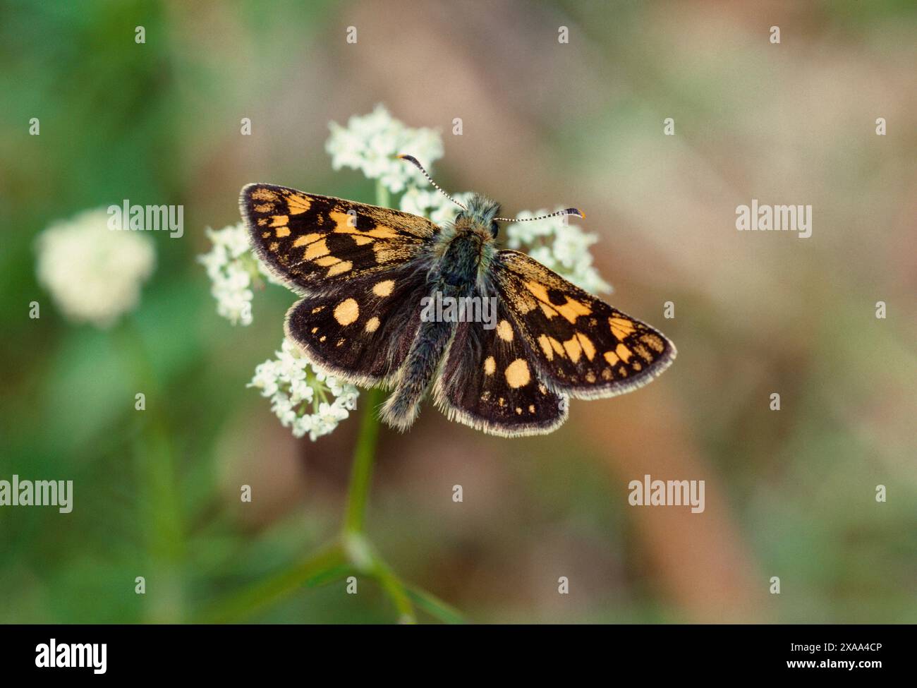 Chequered Skipper Butterfly (Carterocephalus palaemon) che si chiude sul fiore di pignut, Spean Bridge, Lochaber, Scozia, maggio 1989 Foto Stock