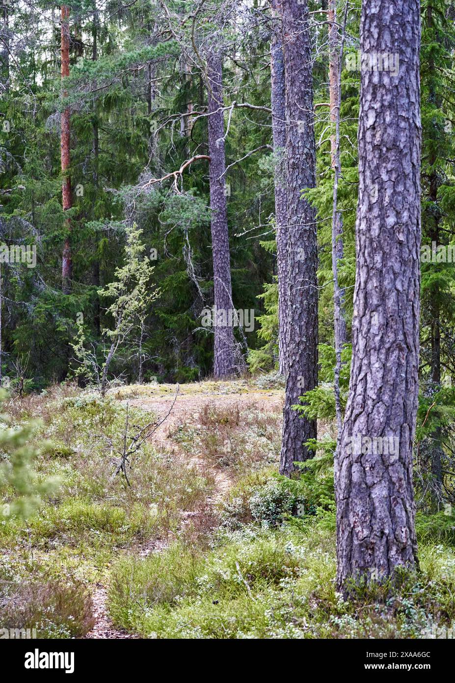 Una foresta con alberi di pino e erba verde su entrambi i lati Foto Stock