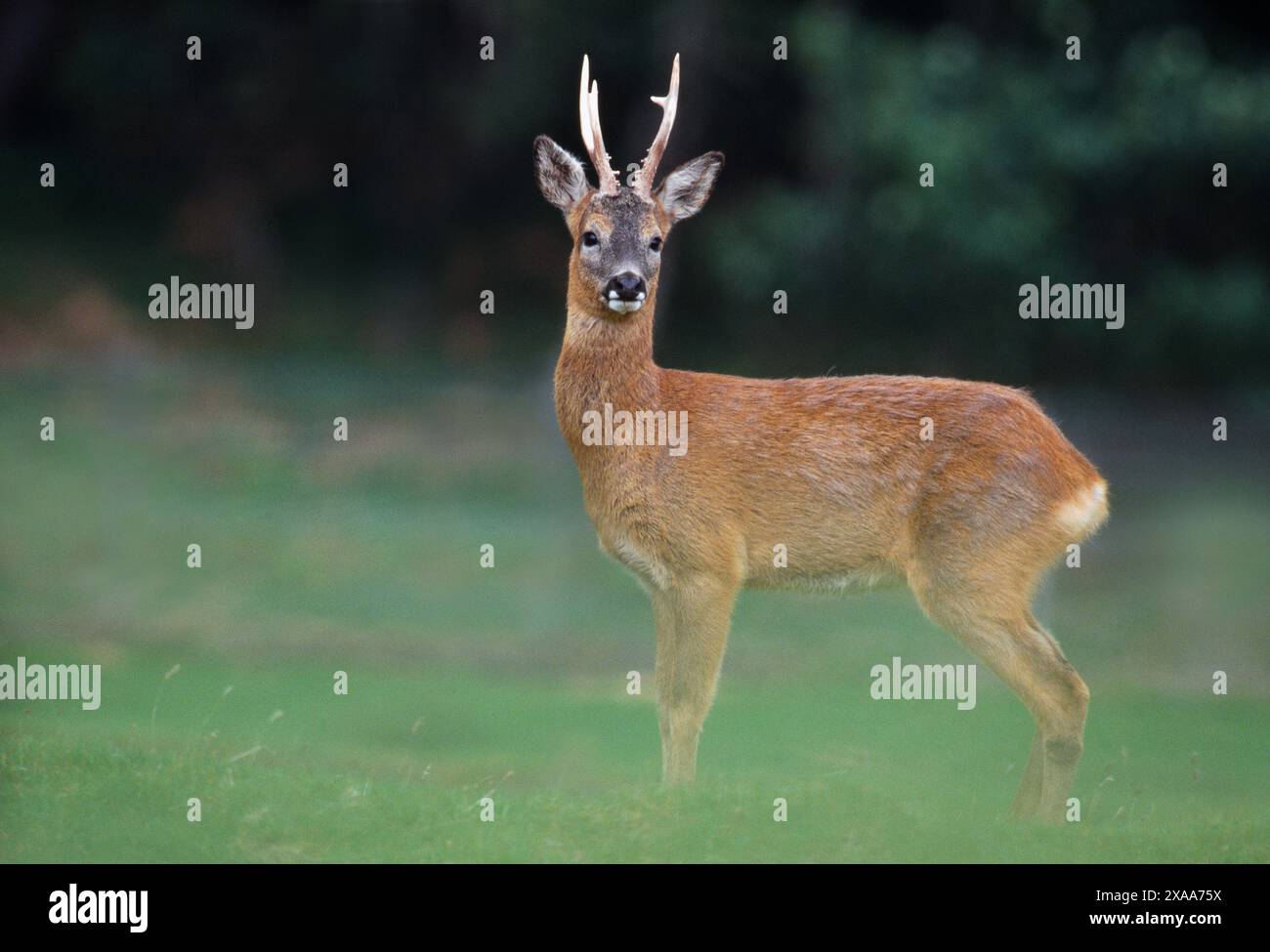 Roe Deer (Capreolus capreolus) fa buck in cappotto estivo al crepuscolo, Strathspey, Cairngorms National Park, Scozia, maggio Foto Stock