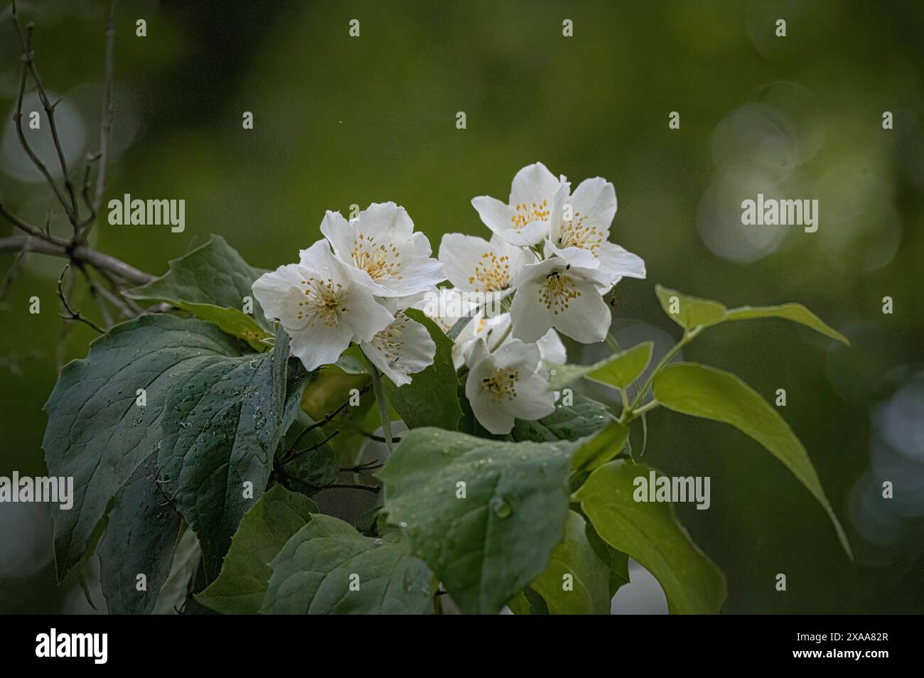 Piccoli fiori bianchi che fioriscono su un ramo d'albero Foto Stock