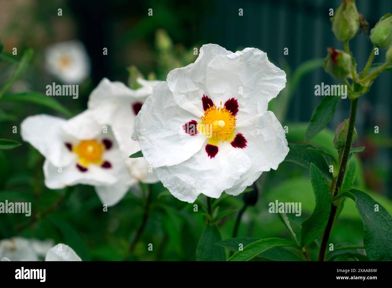 Clematis bianche in fiore con centro giallo e rosso nel giardino estivo di Hay-on-Wye Galles Regno Unito KATHY DEWITT Foto Stock