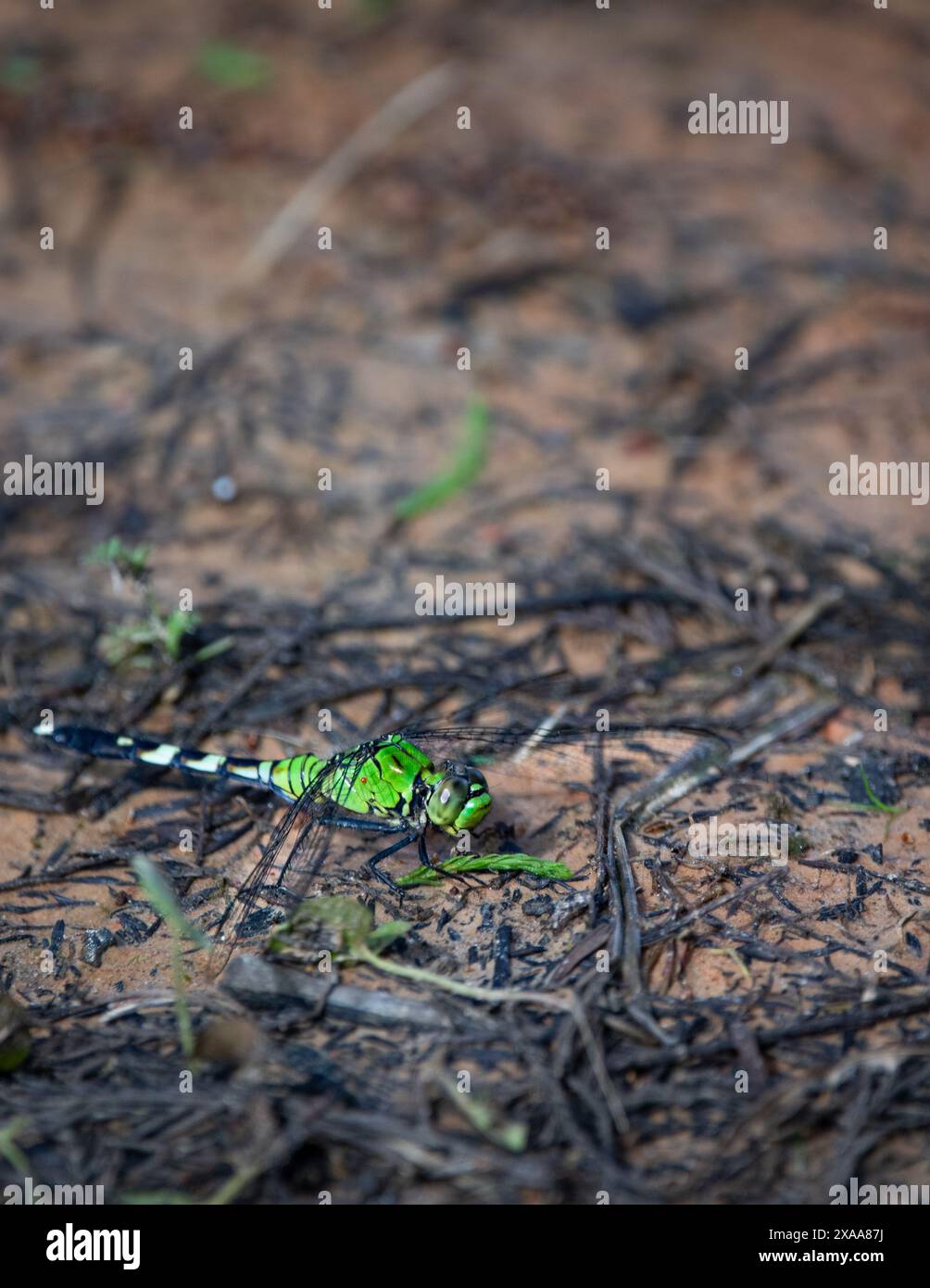 Un insetto verde e nero che poggia a terra Foto Stock