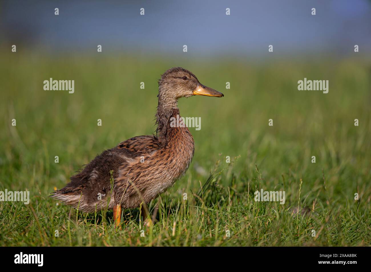 Vista ravvicinata e dettagliata di un'anatra selvaggia e corallina del Regno Unito che inizia a maturare e a guadagnare piume adulte. Foto Stock