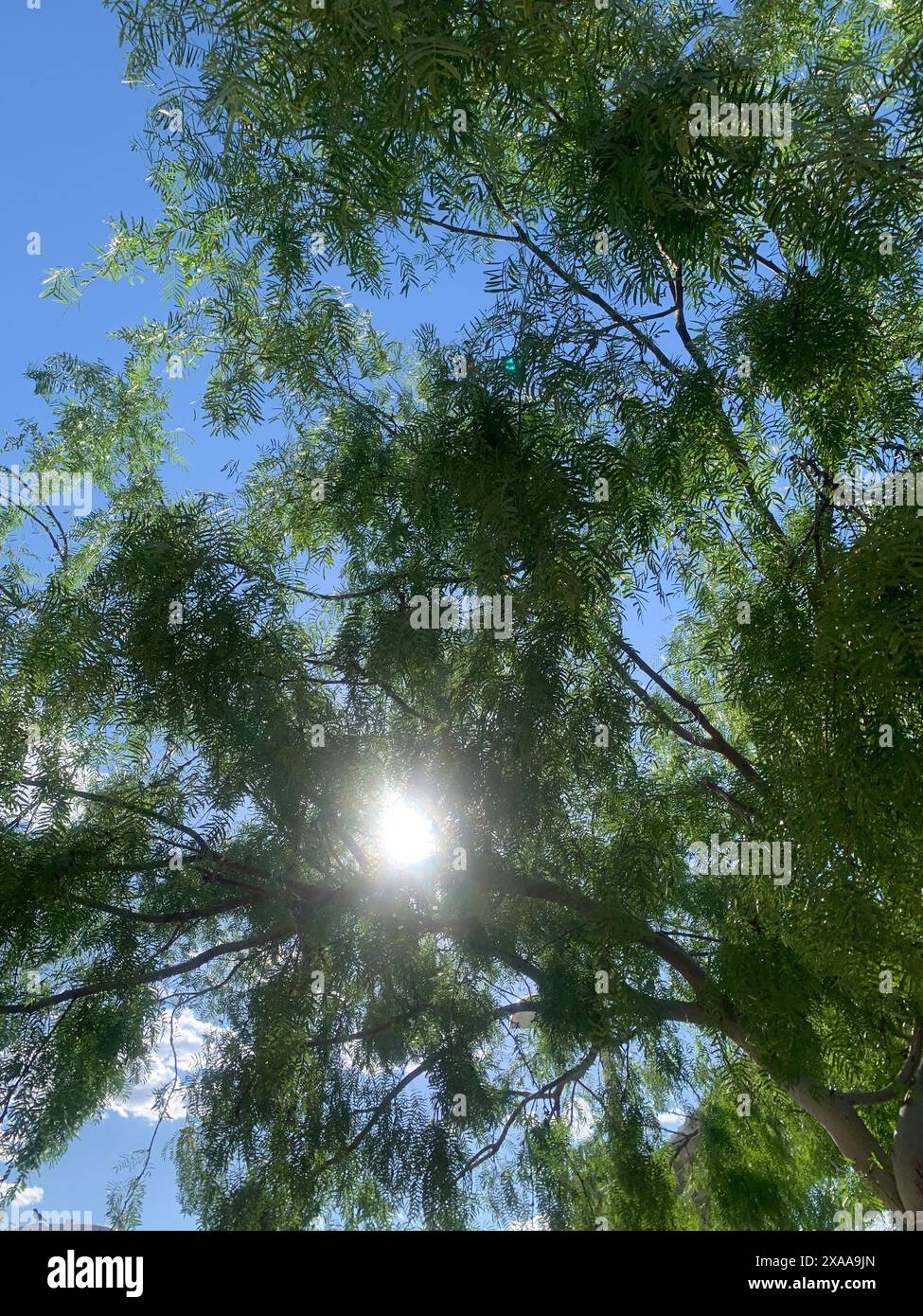 Il sole che filtra tra tra i rami degli alberi visti dal basso Foto Stock
