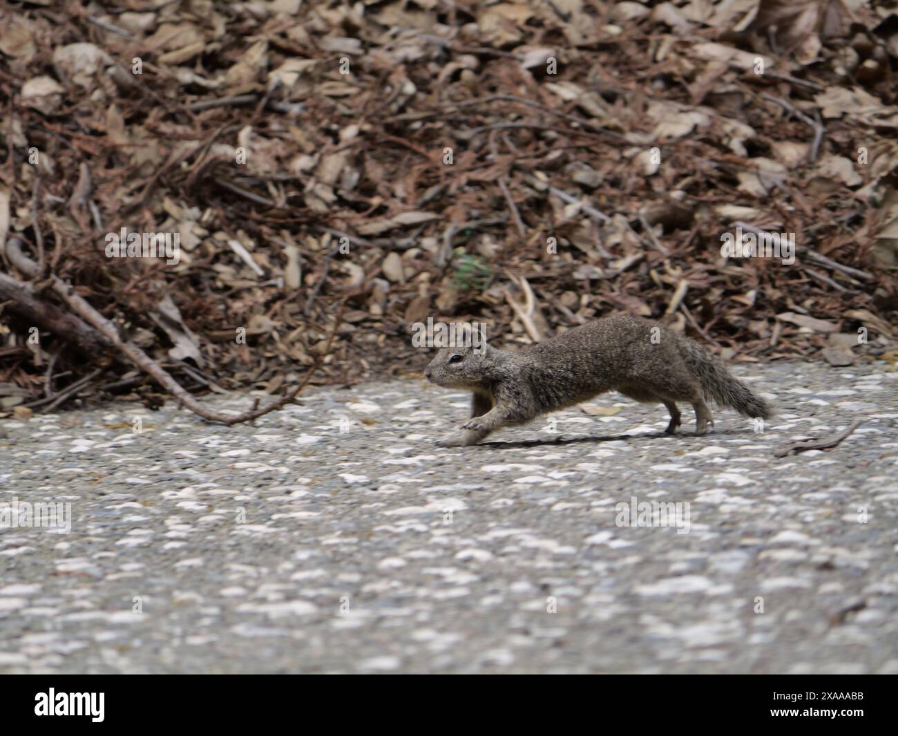 Uno scoiattolo che corre su un vialetto del parco Foto Stock