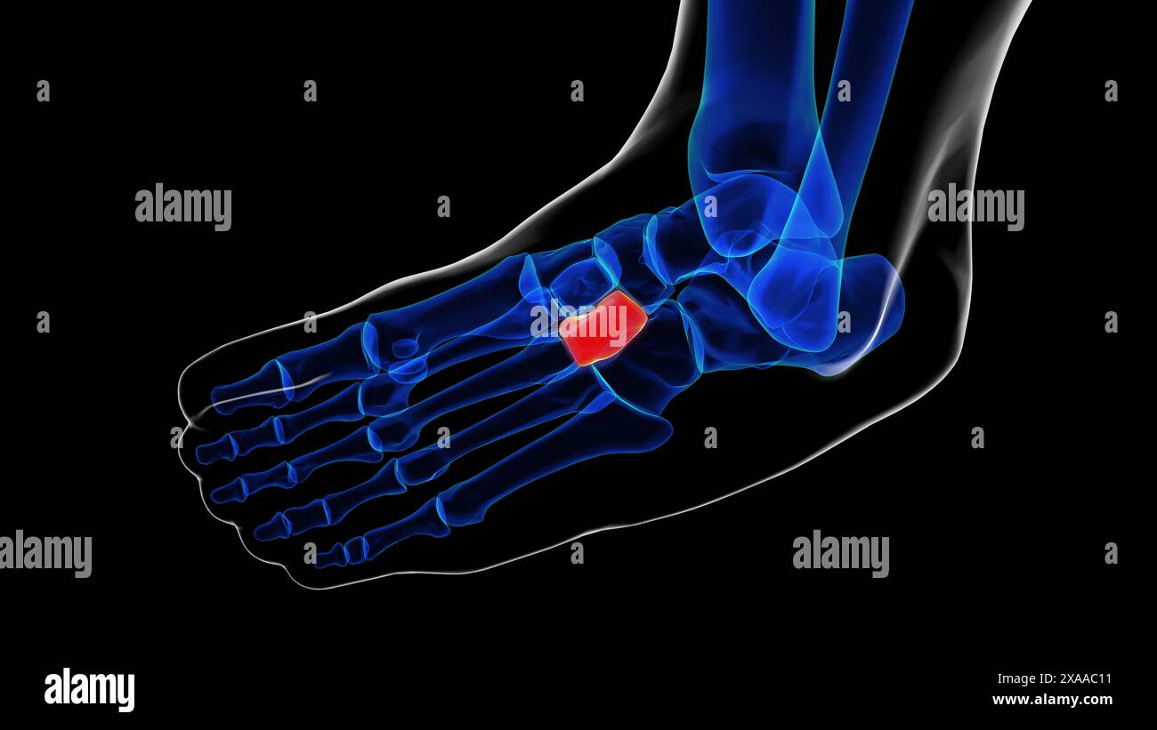 Osso cuneiforme del piede osseo anatomia per l'illustrazione 3D del concetto medico Foto Stock