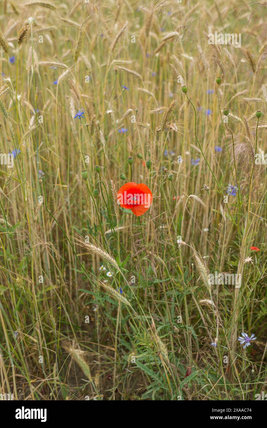 Un unico fiore di papavero fiorisce in mezzo a un campo di grano. Foto Stock