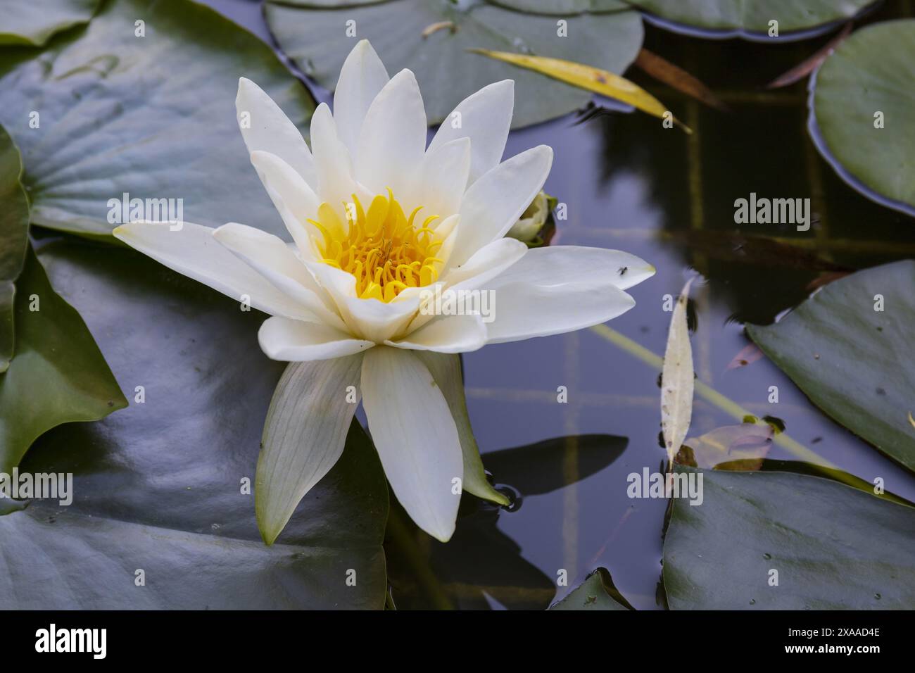fotografia ravvicinata di una giglio d'acqua bianca sulla superficie dell'acqua Foto Stock