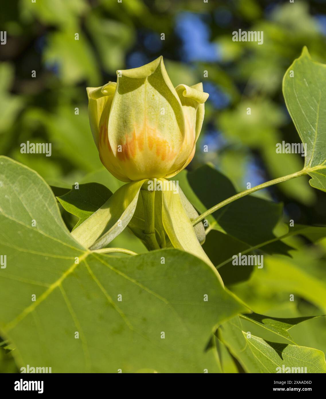 foto ravvicinate di un fiore di tulipani in un parco in una giornata estiva di sole Foto Stock