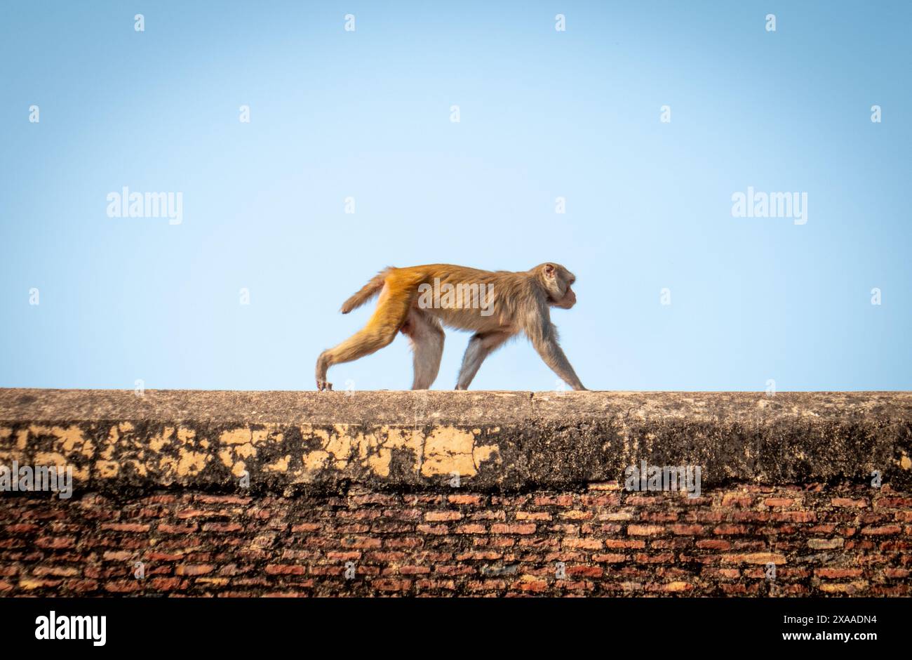 Un edificio per arrampicate sulle scimmie con lo sfondo del cielo in India Foto Stock