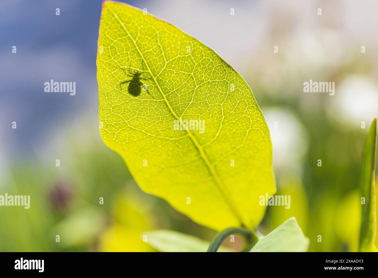 foto ravvicinata di una foglia verde con insetti che brillano al sole su uno sfondo sfocato di fogliame verde in un giorno d'estate di sole Foto Stock