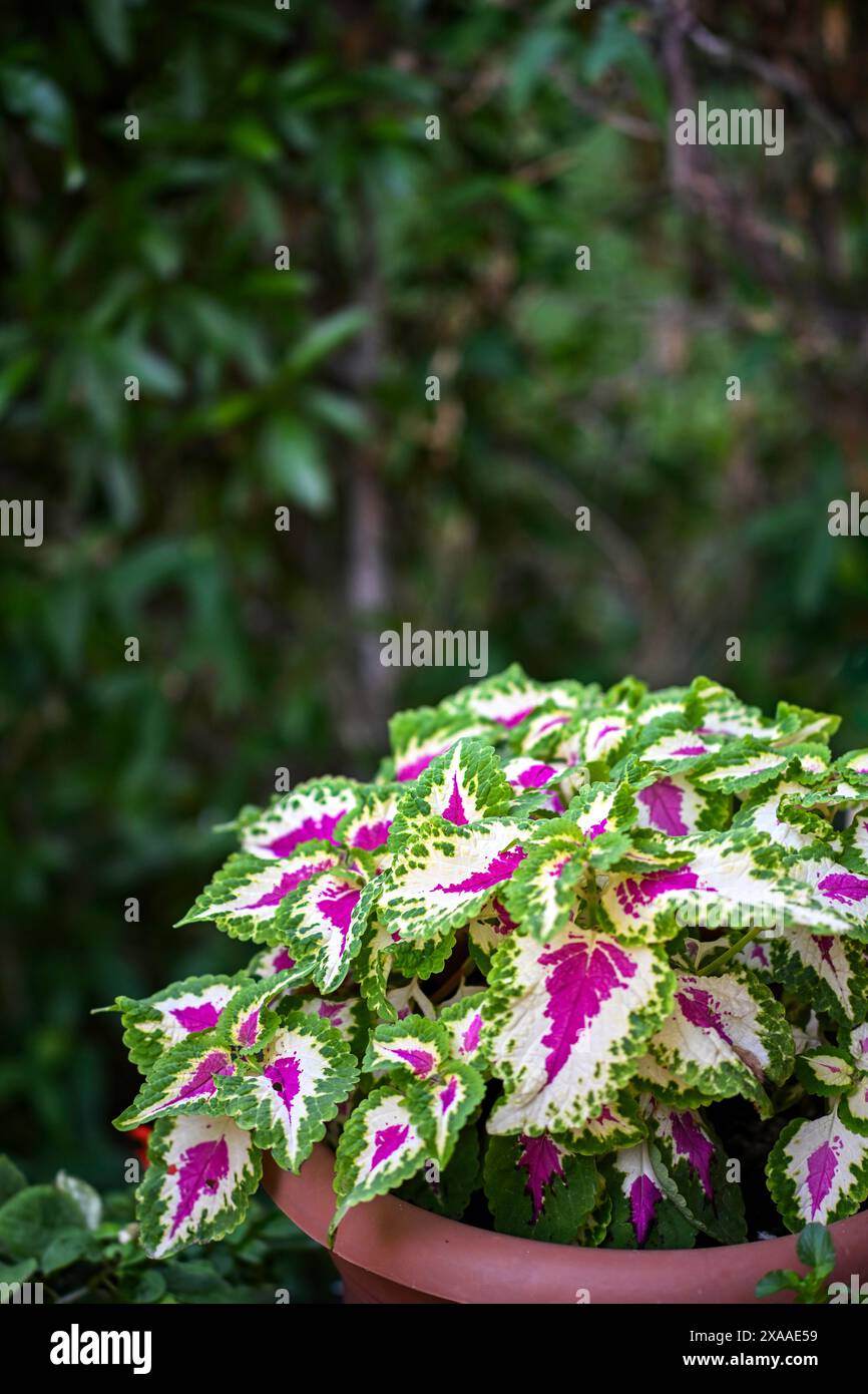 Un primo piano verticale del fiore di Coleus in una pentola Foto Stock