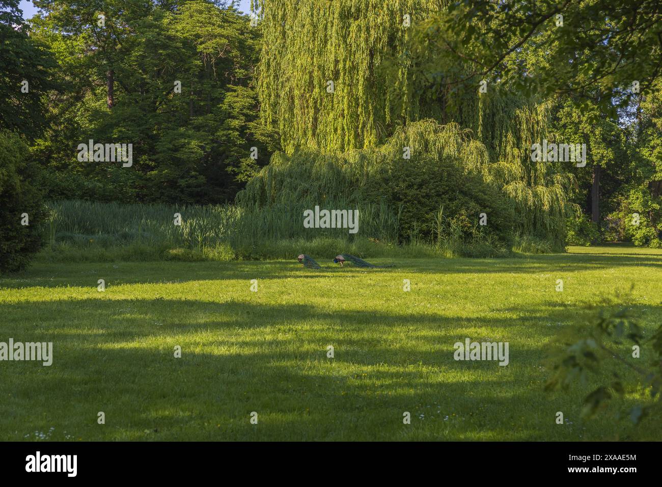 Fotografia di pavoni indiani maschi che camminano su un prato del parco in una giornata estiva di sole Foto Stock