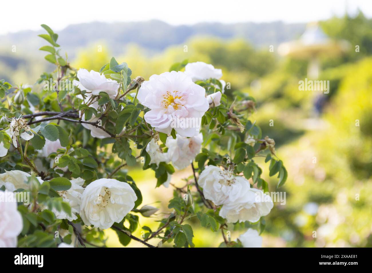 foto di un cespuglio di rose bianche in fiore nel parco in una giornata estiva di sole Foto Stock