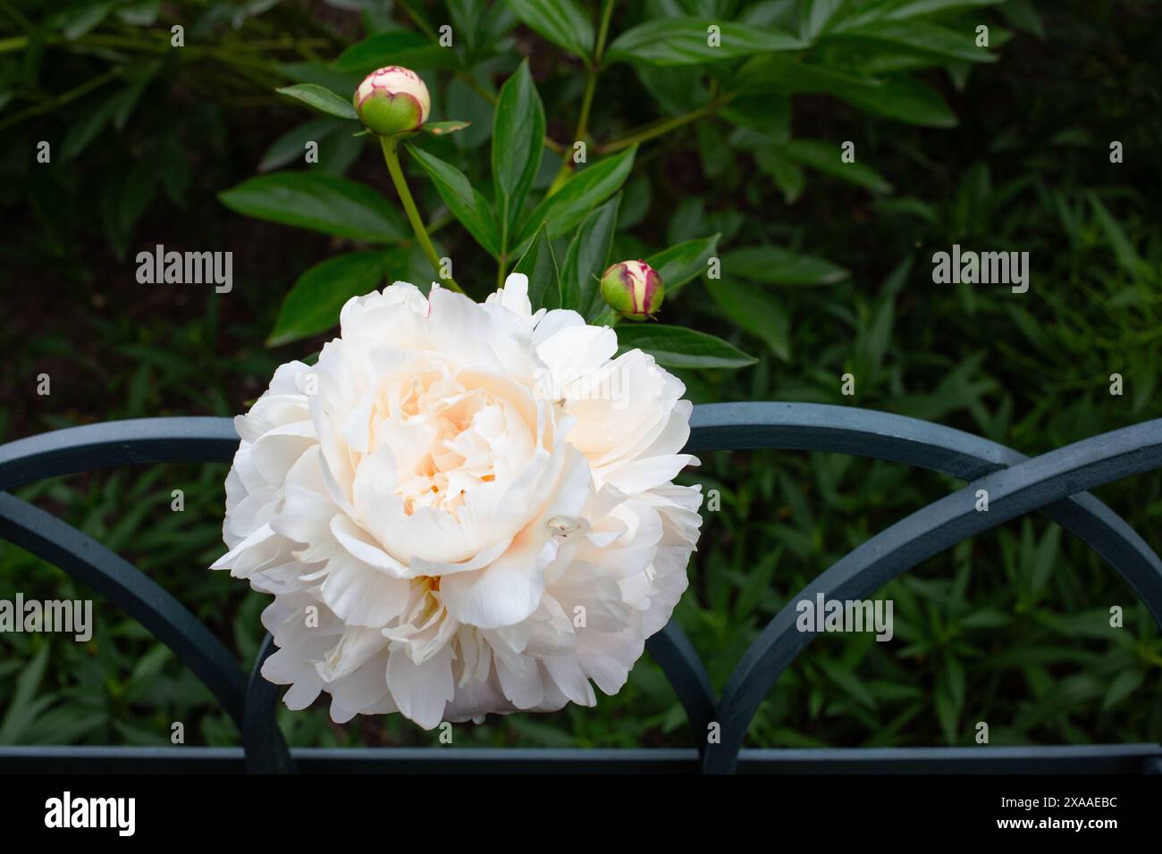 Peonia in fiore nel giardino Foto Stock