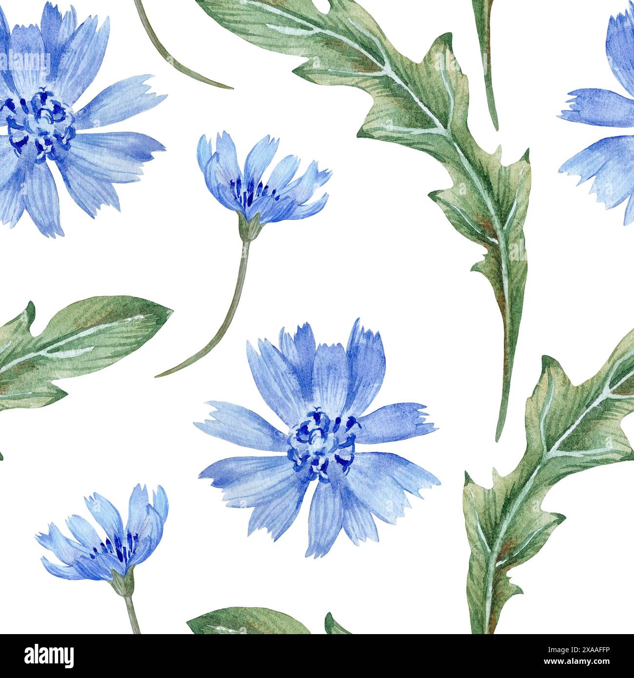 Acquerello floreale motivo senza cuciture con fiori di cicoria blu e foglie verdi su sfondo bianco Foto Stock