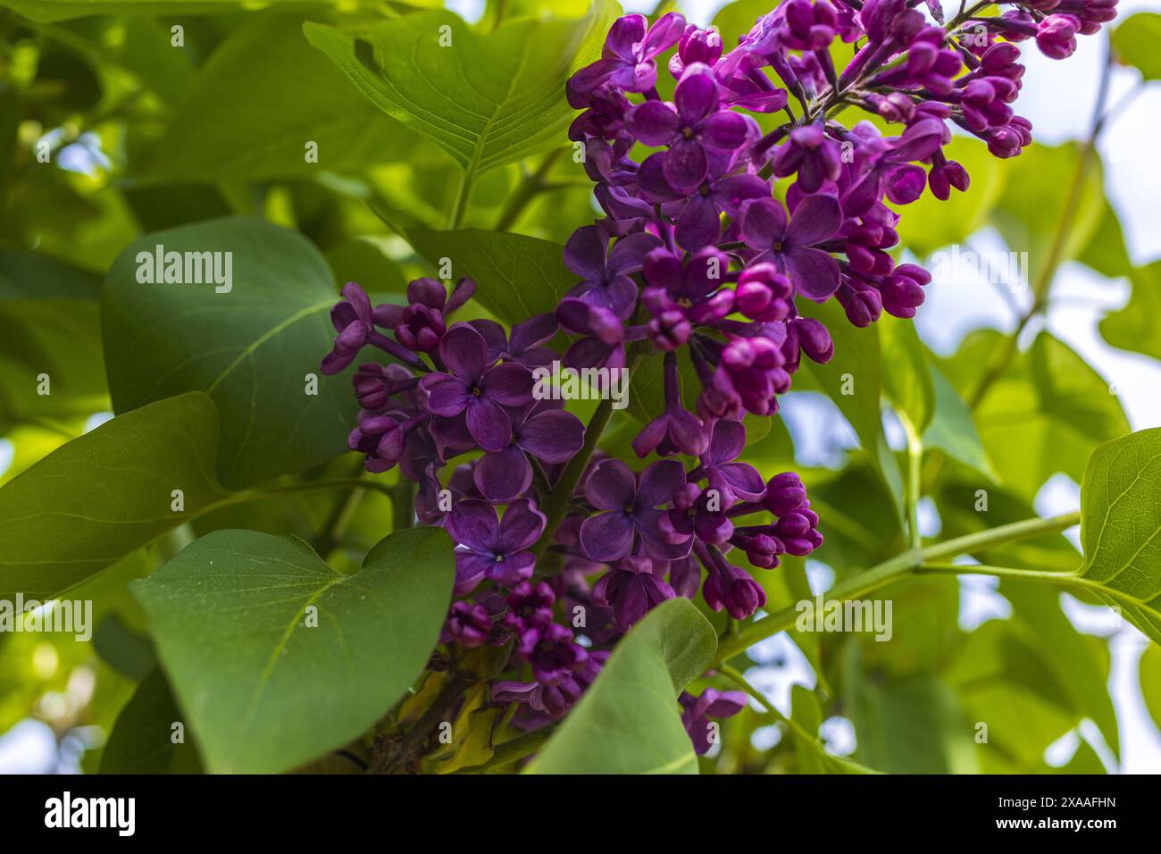 foto ravvicinate di un lilla viola scuro su uno sfondo verde alla luce del giorno Foto Stock