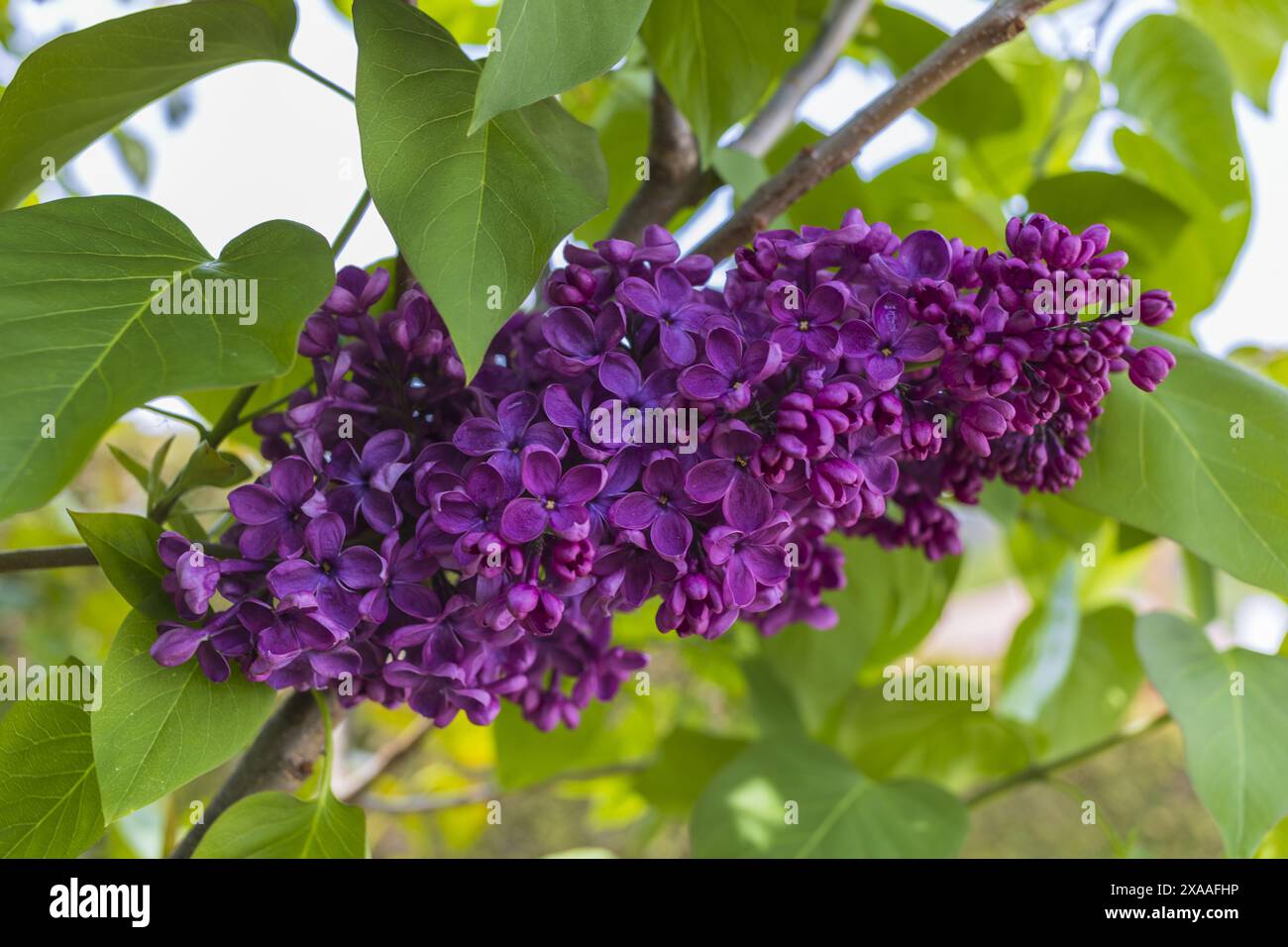 foto ravvicinate di un lilla viola scuro su sfondo verde Foto Stock