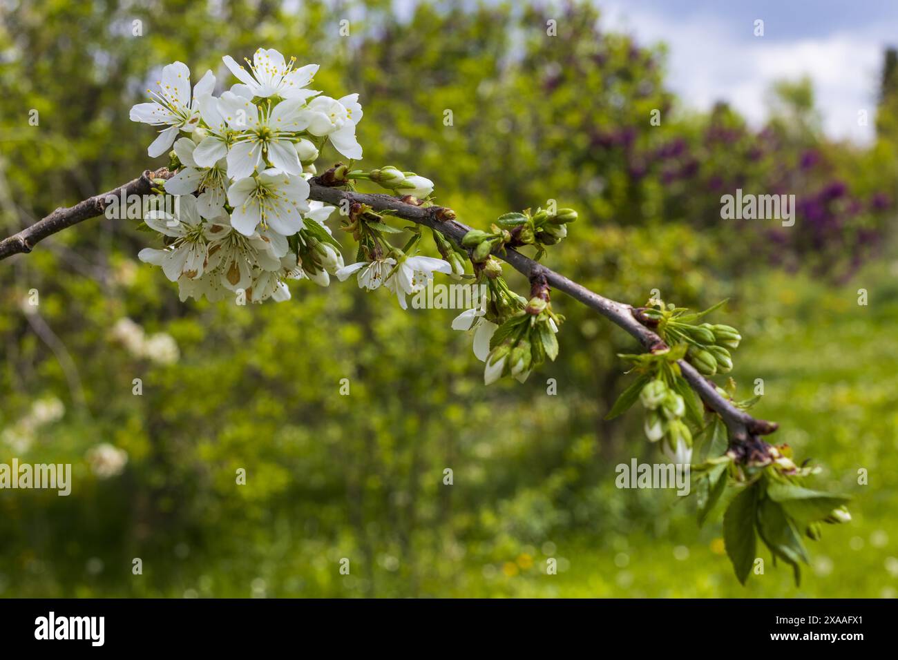 fotografia ravvicinata di un ramo di ciliegio con fiori e foglie verdi su sfondo verde sfocato Foto Stock
