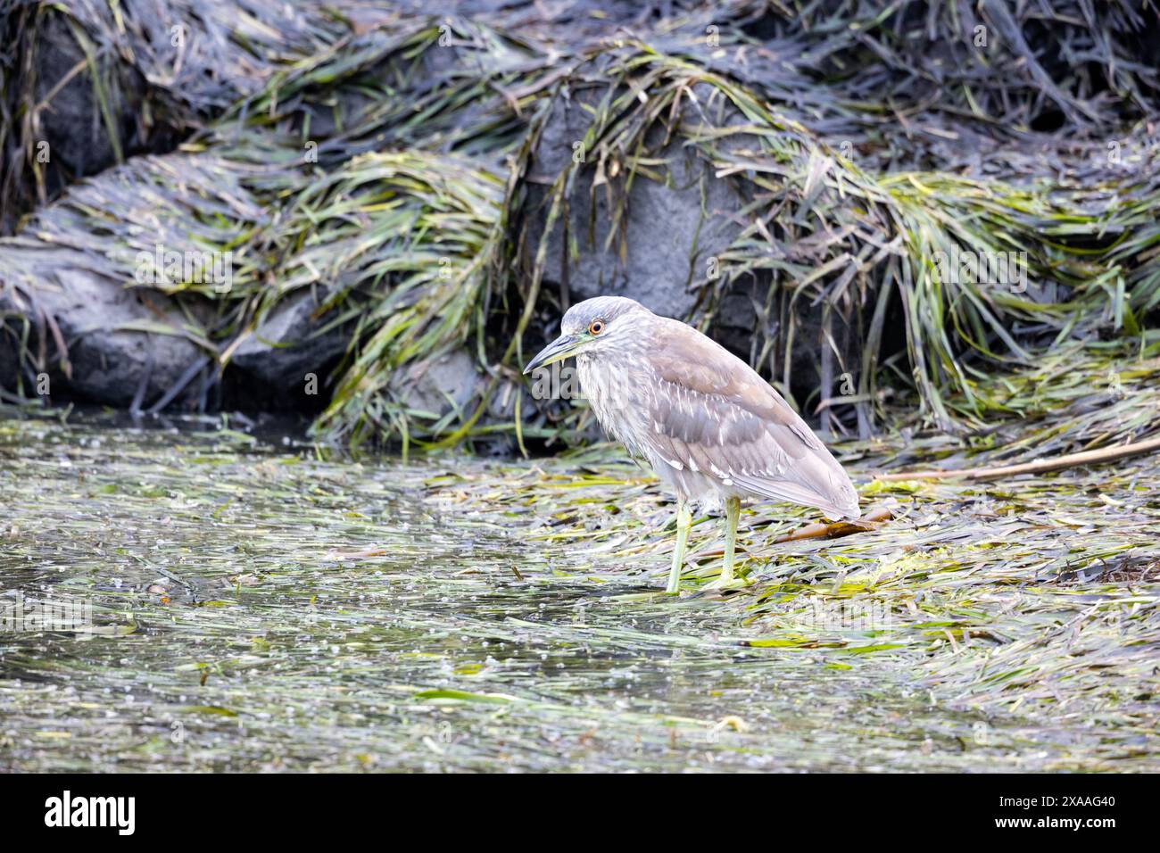 Black Crown Night Heron Immature in piedi in Sea Grass Foto Stock