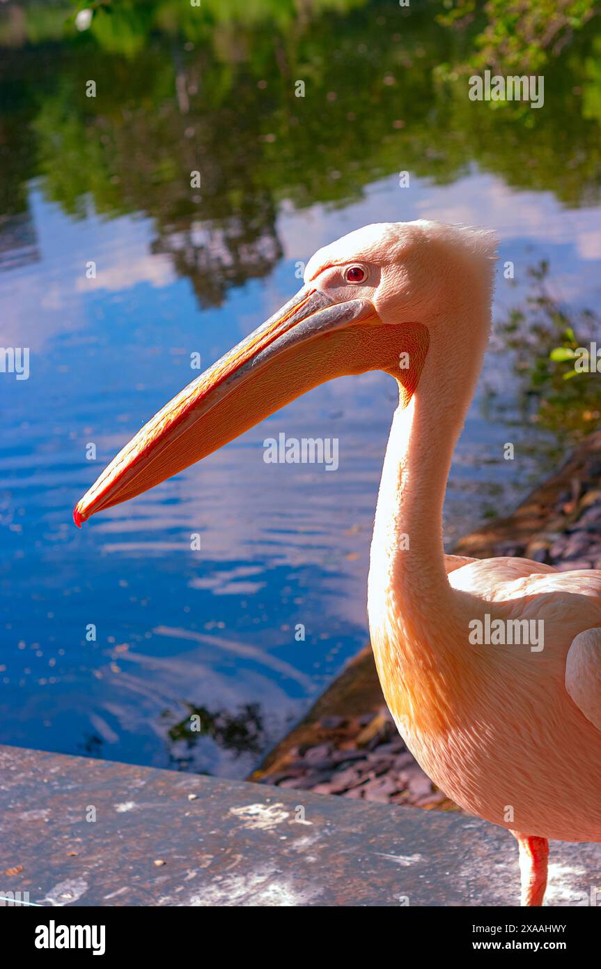 Pelican nel St. James's Park di Londra Foto Stock