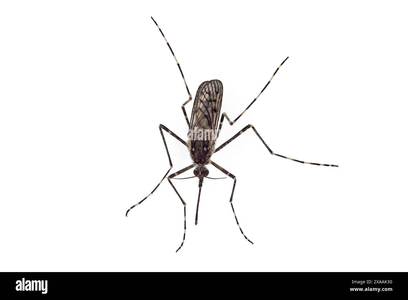 Vista dall'alto di una zanzara femmina, Culiseta annulata, isolata su sfondo bianco Foto Stock