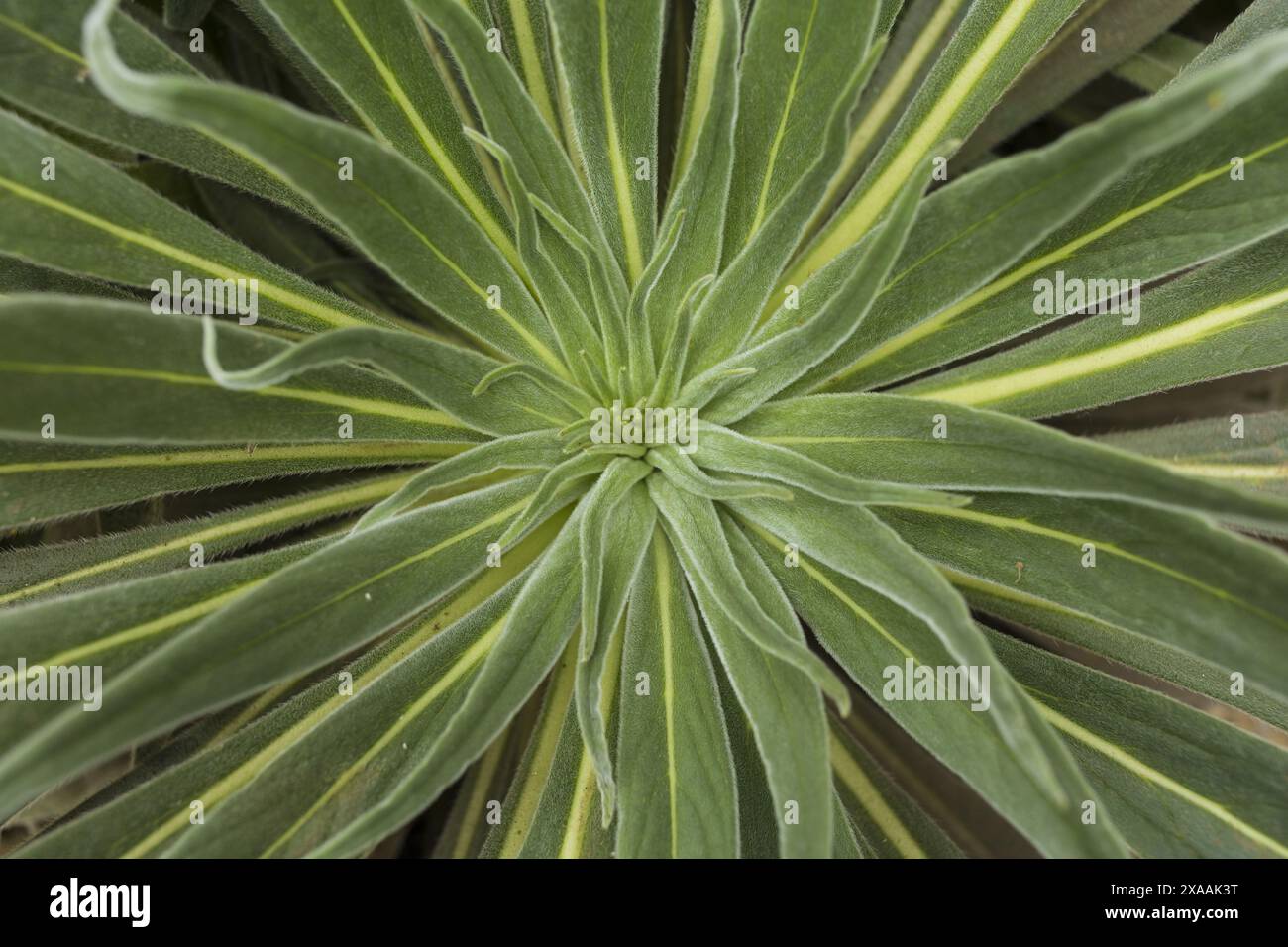 foto in primo piano di una grande pianta verde Foto Stock