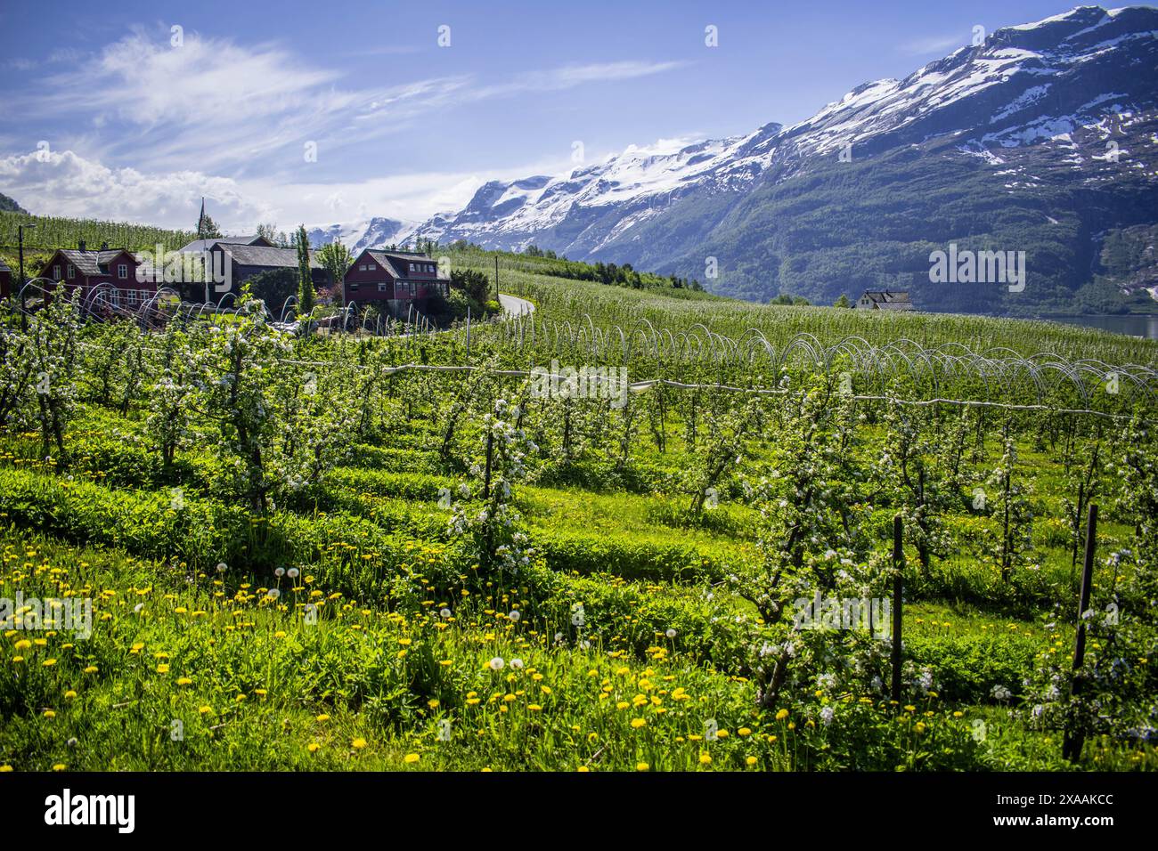 Una fattoria nel mezzo di un campo di meli Foto Stock