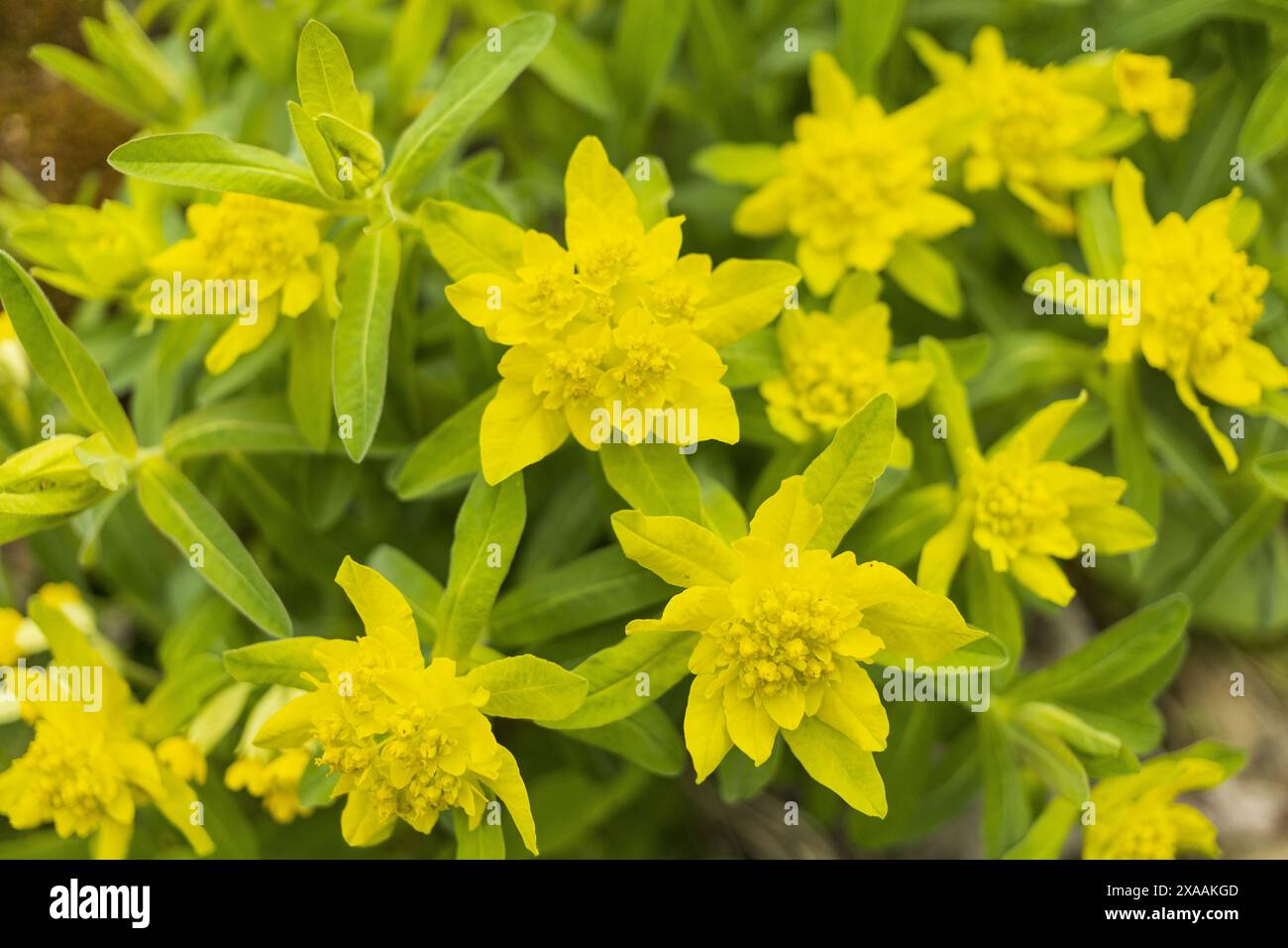 foto ravvicinate di un cuscino fiorito che sprigiona le piante con fiori gialli Foto Stock