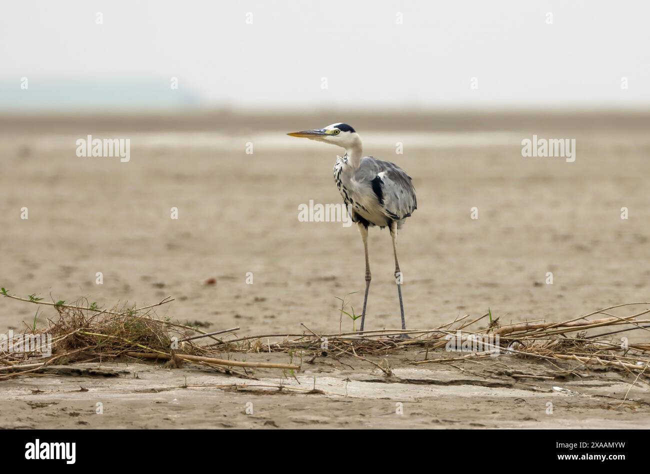 L'airone grigio è un uccello a zampe lunghe della famiglia degli aironi, Ardeidae, originario di tutta l'Europa temperata e dell'Asia, e anche di parte dell'Africa. Foto Stock