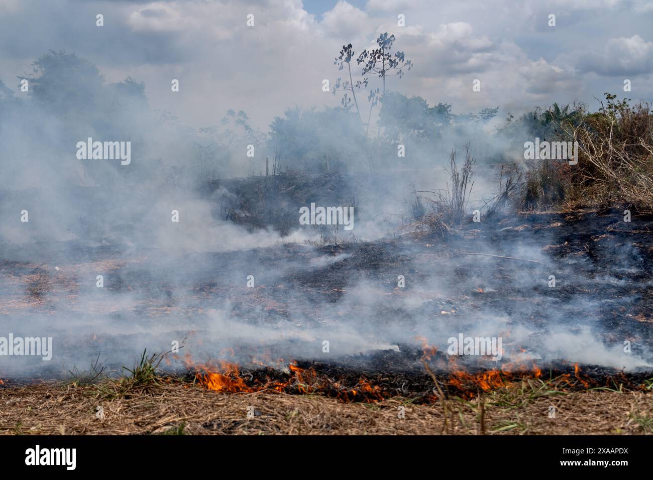 Deforestazione illegale degli incendi nella foresta pluviale amazzonica per aprire terreni all'agricoltura. Vista aerea degli alberi della foresta. Concetto di co2, ambiente, ecologia Foto Stock