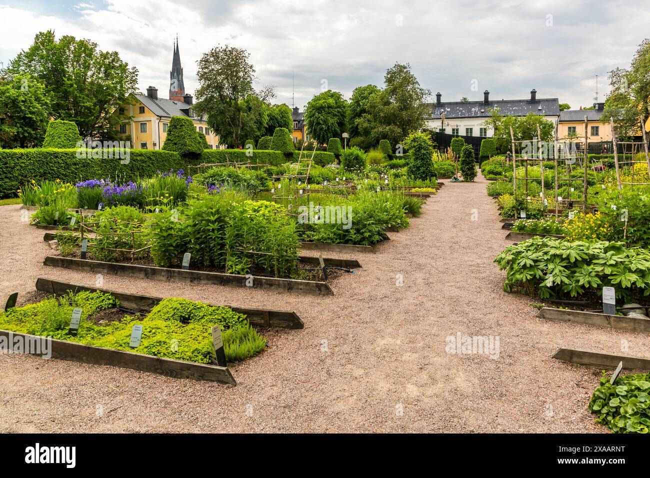 Giardino Linneo nel centro di Uppsala con vista sulla cattedrale e la casa dove il medico e botanico Carl von Linée visse dal 1741 durante il suo periodo come professore e direttore del giardino botanico dell'Università di Uppsala. La casa e il giardino sono ora un museo. Höganäs, Uppsala, Svezia Foto Stock