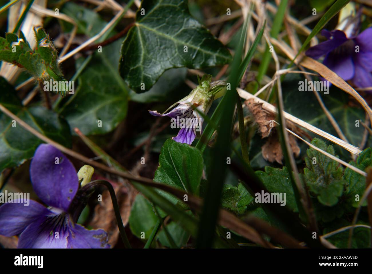 Appendiabiti (cane-viola) Foto Stock