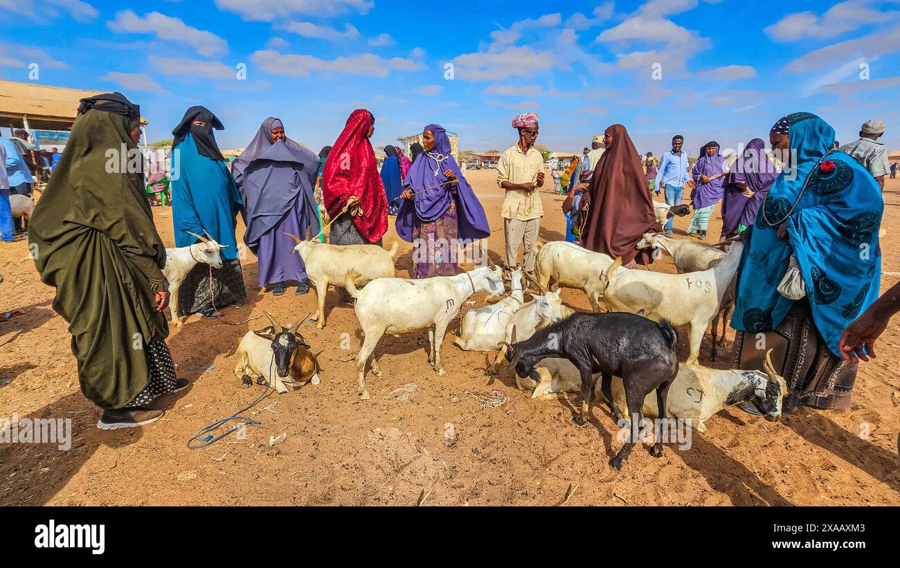Gruppo di donne e capre al mercato del bestiame, Burao, Somaliland sudorientale, Somalia, Africa Foto Stock