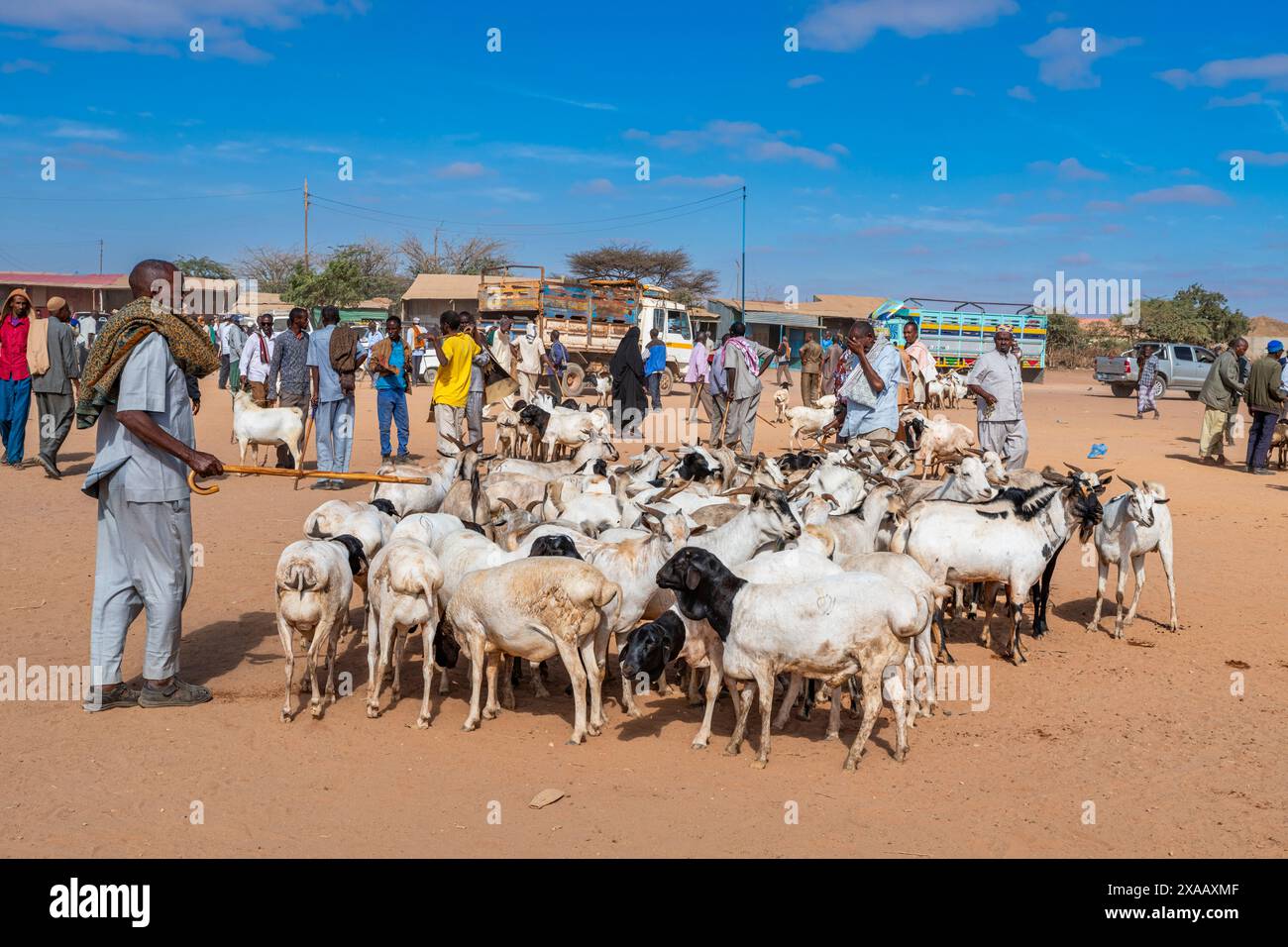 Capre al mercato del bestiame, Burao, Somaliland sudorientale, Somalia, Africa Foto Stock