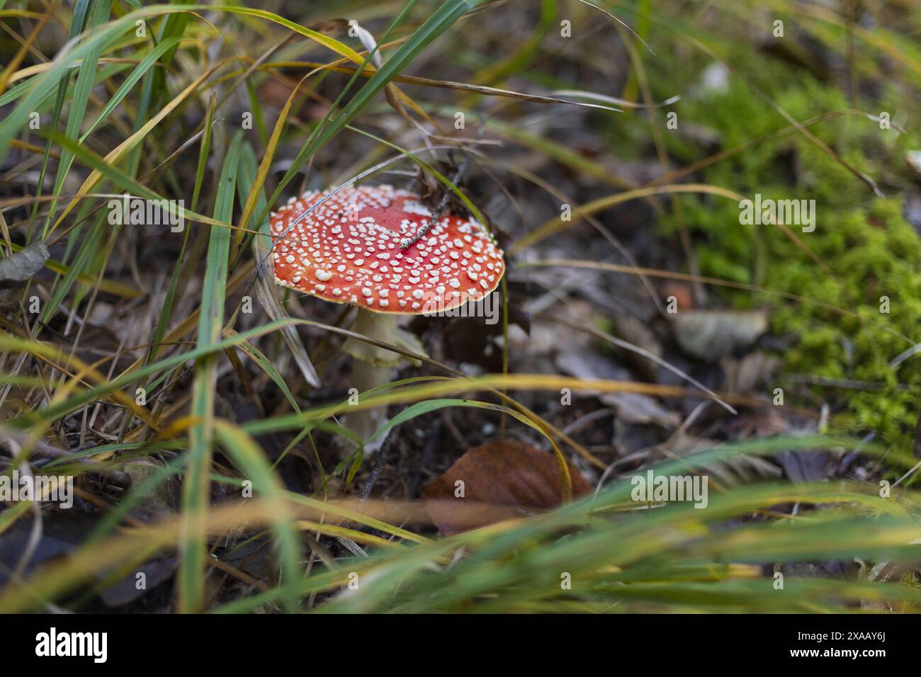 Foto a vista laterale di un fungo agarico di mosca in un'erba autunnale delle montagne alpine austriache Foto Stock