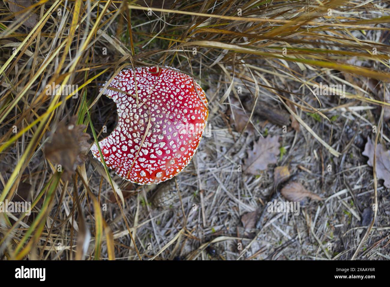Foto ravvicinata di un fungo agarico in un'erba autunnale sulle montagne alpine austriache Foto Stock