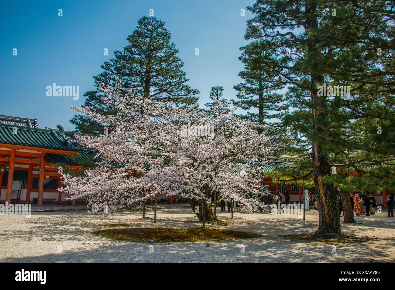 Parco nel Santuario Heian Jingu, Kyoto, Honshu, Giappone, Asia Foto Stock